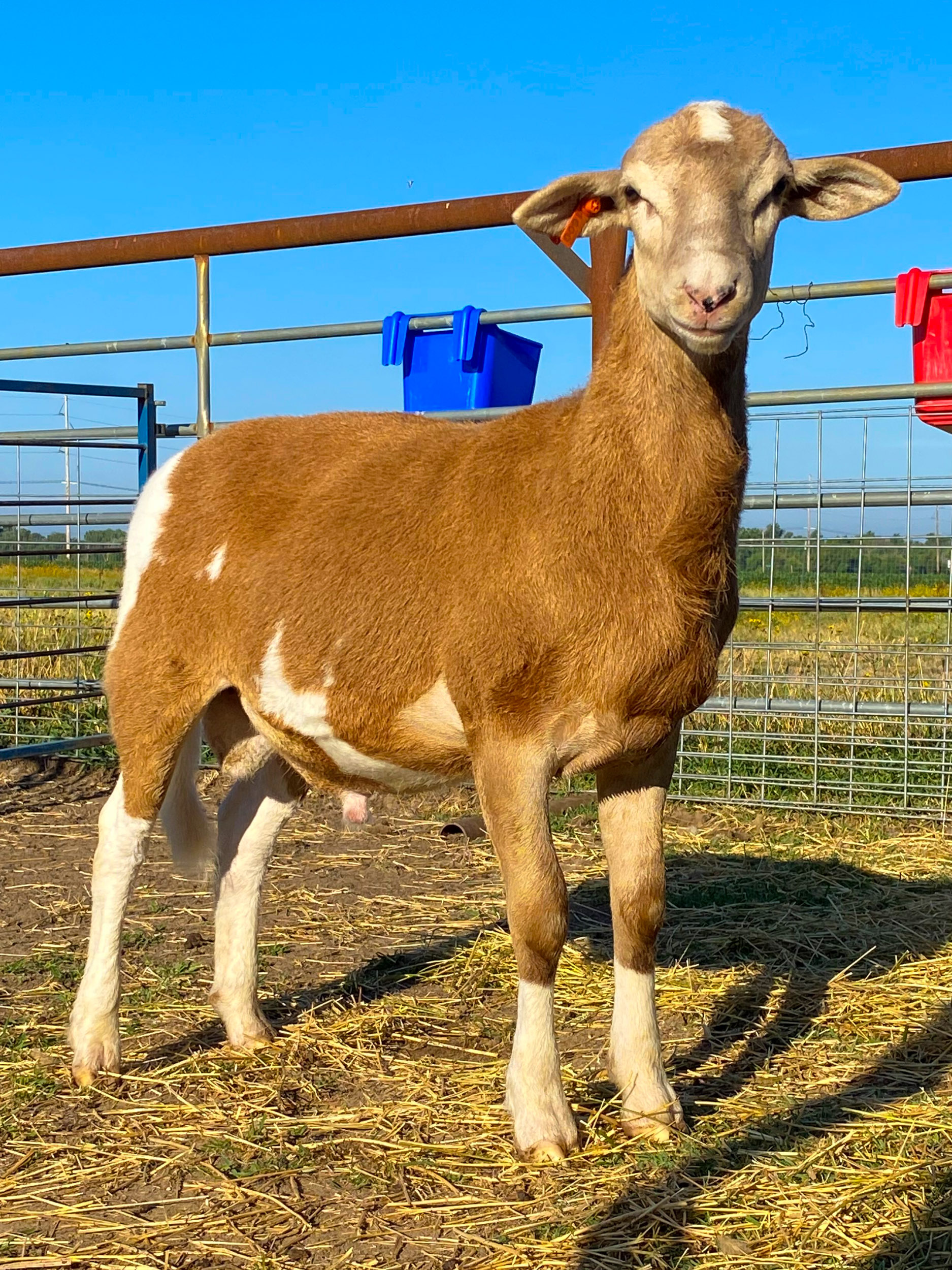 Collections Highlights – Sheep Shears – Rancho Los Cerritos